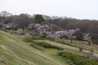 狭山湖周辺の桜#386930