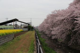 東川沿いの桜#386966