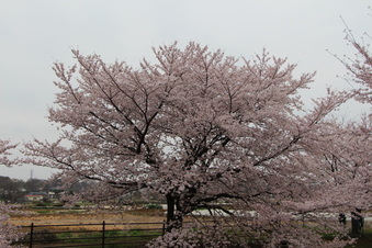 東川沿いの桜#386974