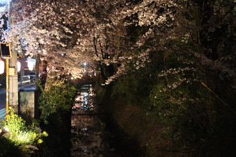 東川沿いの桜#386979