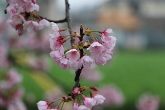 東川沿いの桜#386944