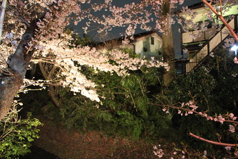 東川沿いの桜#386980