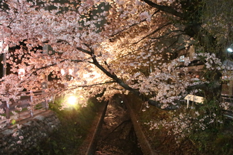 東川沿いの桜#386989