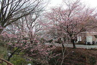 東川沿いの桜#386945