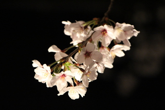 東川沿いの桜#386992