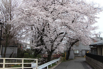 東川沿いの桜#386997