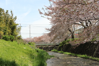 東川沿いの桜#387005