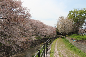 東川沿いの桜#387007