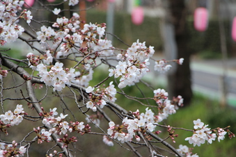 東川沿いの桜#386947
