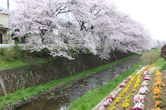 東川沿いの桜#387010