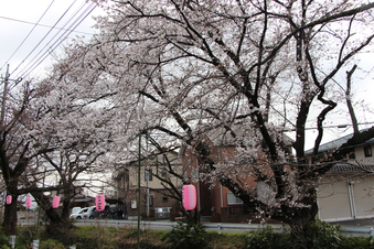 東川沿いの桜#386949