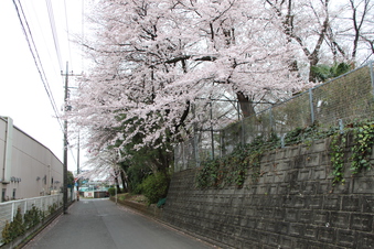 桜見#387011