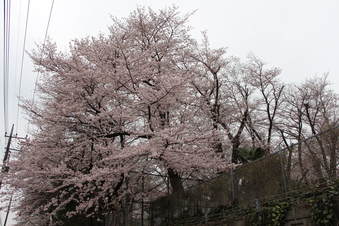 北野公園の桜#387012