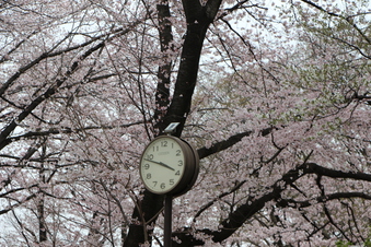 北野公園の桜#387013