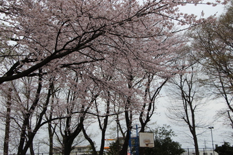 北野公園の桜#387014
