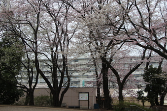 桜見#387015