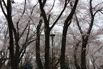 桜見#387016