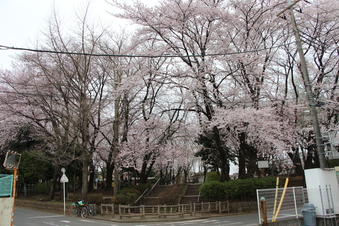 北野公園の桜#387017