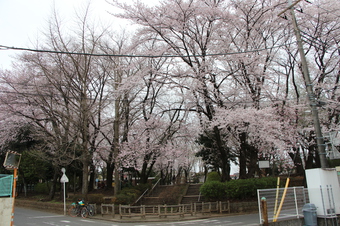 北野公園の桜