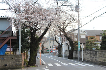 さくら通りの桜#387018
