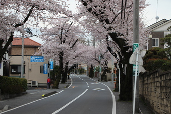 さくら通りの桜#387027
