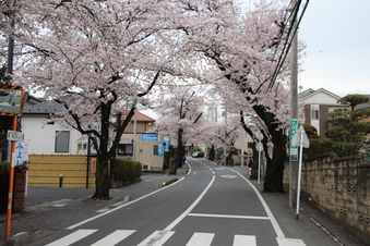 さくら通りの桜#387028