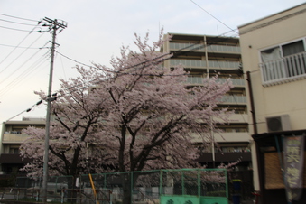 さくら通りの桜#387029
