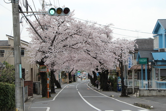 さくら通りの桜#387031
