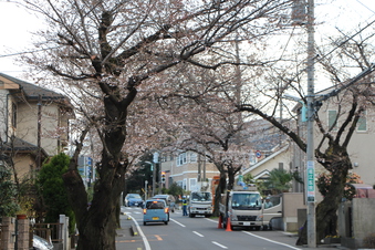 さくら通りの桜#387021