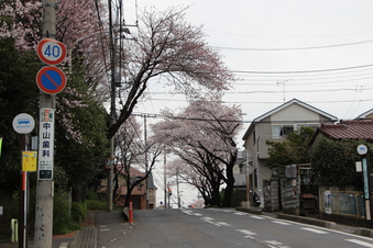桜見#387022