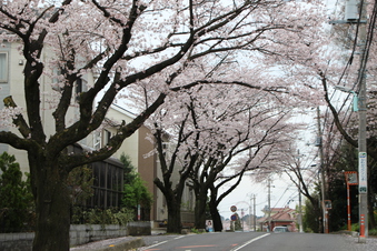 さくら通りの桜#387023