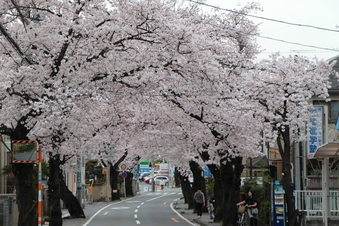 さくら通りの桜#387024
