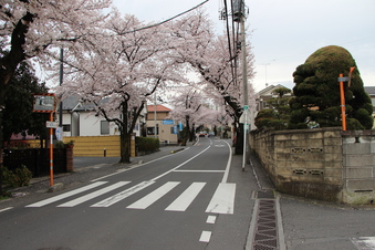 さくら通りの桜#387025