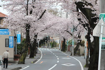 さくら通りの桜#387026