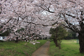 滝の城址公園の桜#387033
