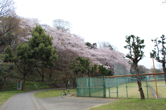 滝の城址公園の桜#387035