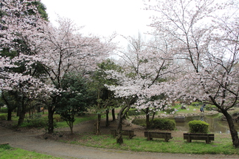 滝の城址公園の桜#387036
