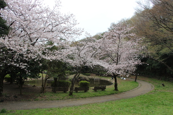 滝の城址公園の桜#387037