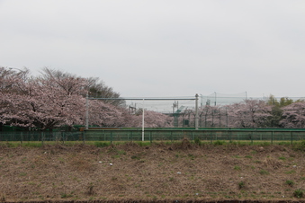 滝の城址公園の桜#387039