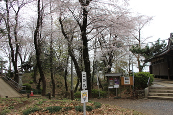 滝の城址公園の桜#387041