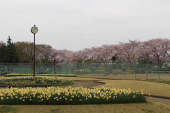 滝の城址公園の桜