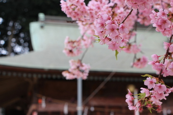 六所神社の早咲き桜