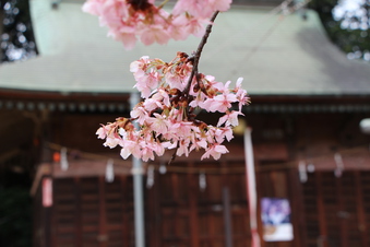 六所神社の早咲き桜#387049