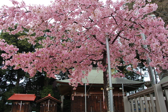 六所神社の早咲き桜#387050