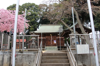 六所神社の早咲き桜#387051