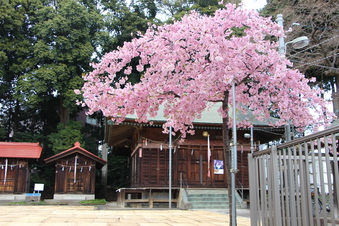 六所神社の早咲き桜#387052