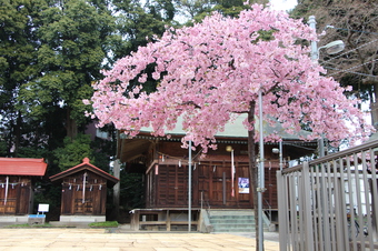 六所神社の早咲き桜