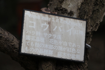 鳩峯八幡神社の梅