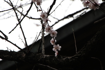 鳩峯八幡神社の梅