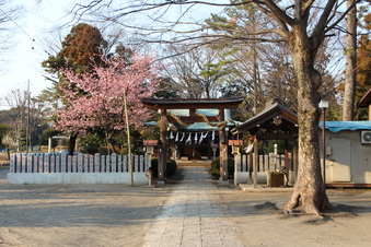 熊野神社の梅#387272